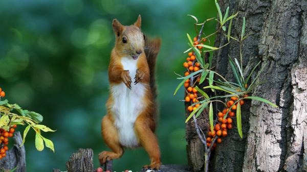 Free eurasian red squirrel with blur background hd squirrel wallpaper download