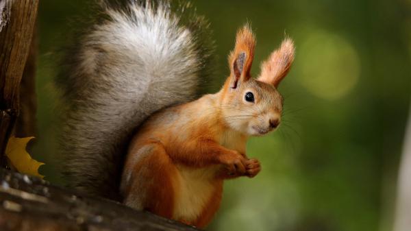 Free eurasian red squirrel with shallow background hd squirrel wallpaper download