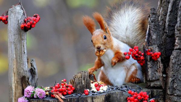 Free eurasian red squirrel with white and brown hd squirrel wallpaper download