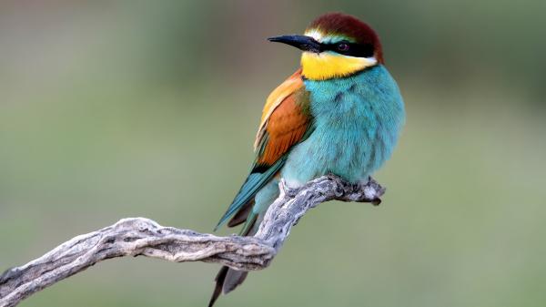 Free european bee eater with blur background hd birds wallpaper download