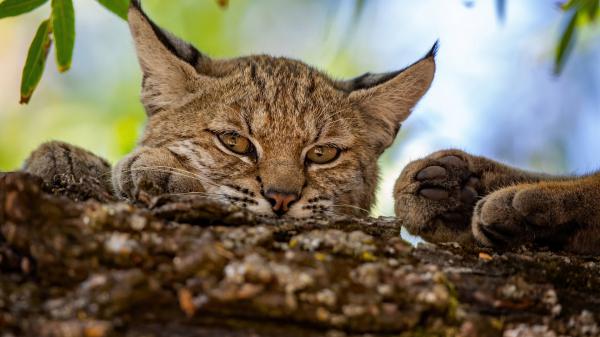 Free face of brown black cat on tree branch hd kitten wallpaper download