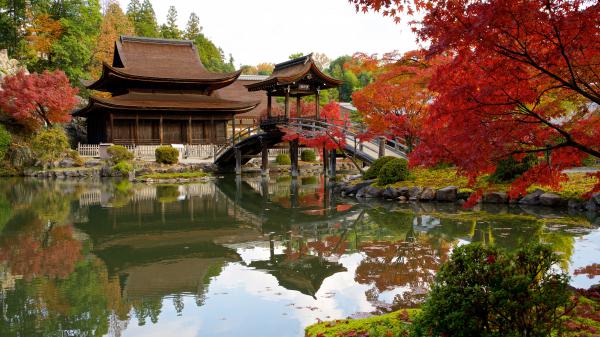 Free fall garden park pond with reflection 4k hd travel wallpaper download