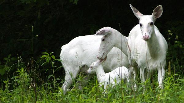 Free family of white deers in forest 4k hd deer wallpaper download