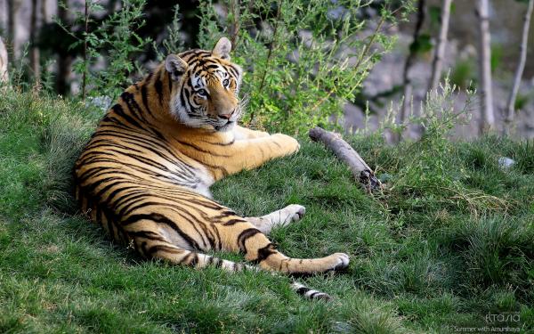 Free female tiger amurshaya wallpaper download