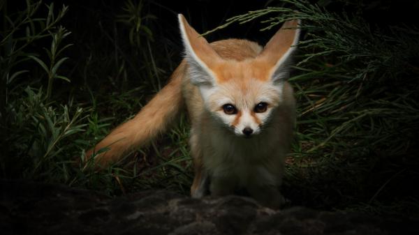 Free fennec fox with brown eyes 4k hd animals wallpaper download