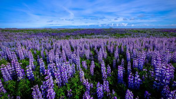 Free field lupine purple flower during summer 4k hd flowers wallpaper download