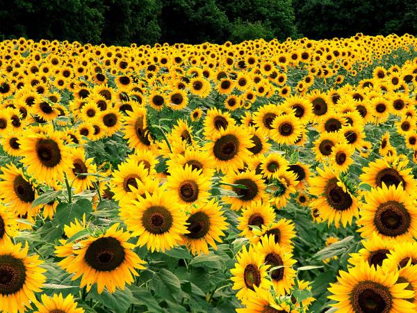 Free field of sunflowers wallpaper download