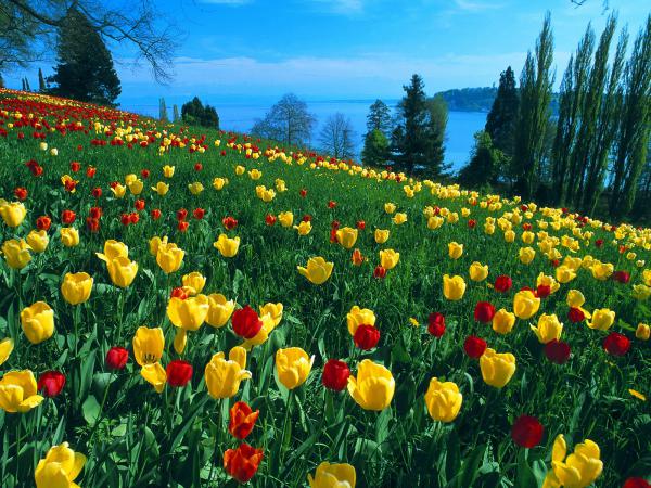 Free field of tulips germany wallpaper download