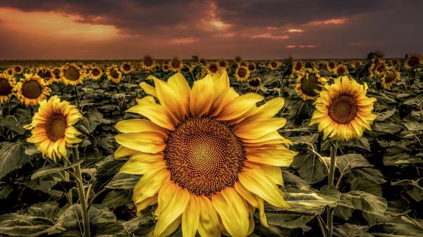 Free field of wide sunflowers with background of dark cloudy sky hd flowers wallpaper download