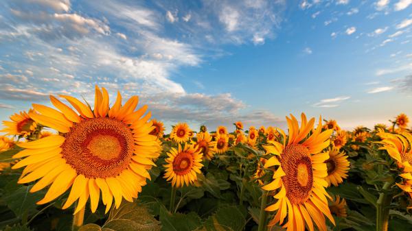 Free field of yellow wide sunflowers under blue sky hd flowers wallpaper download