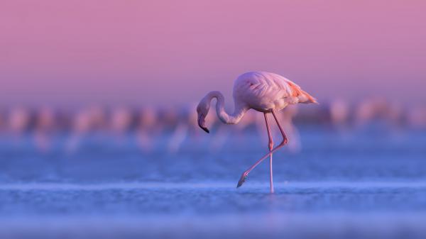 Free flamingo is standing with background of purple sky during sunset hd birds wallpaper download