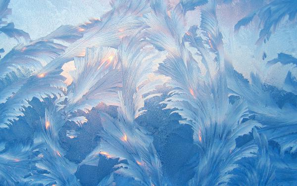 Free floral frost wallpaper download