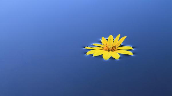 Free flower 4k 5k hd wallpaper download