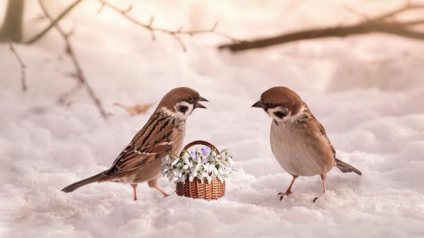 Free flower basket between two brown white birds on snow hd animals wallpaper download