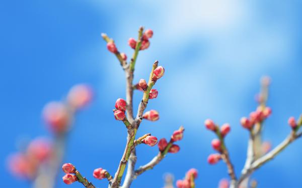 Free flower buds 5k wallpaper download