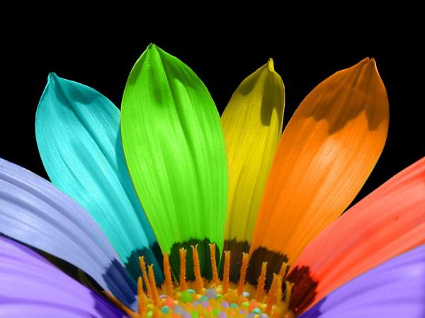 Free flower color petals wallpaper download