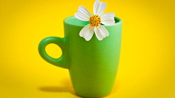 Free flower cup wallpaper download