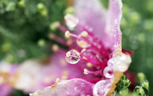 Free flower droplets wallpaper download