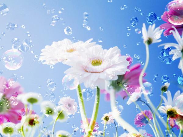 Free flower drops sky 1024x768 wallpaper download