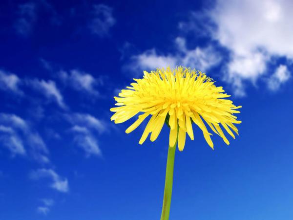 Free flower in blue sky 1024x768 wallpaper download