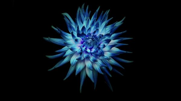 Free flower in dark background wallpaper download