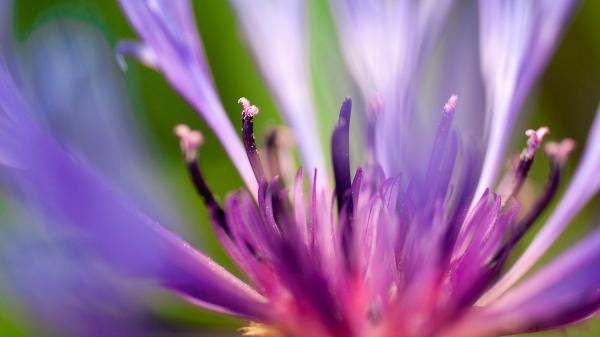 Free flower of purple wallpaper download