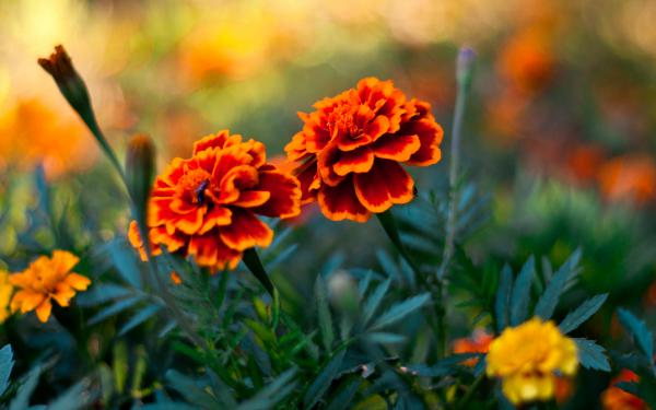 Free flower pair wallpaper download