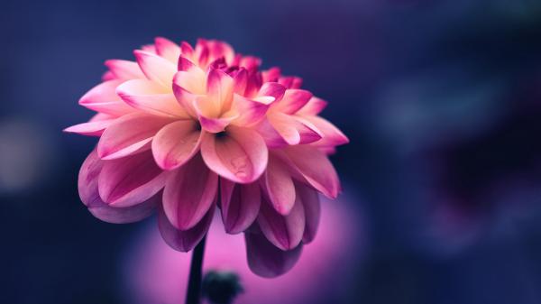 Free flower pink petals bud close up 4k hd wallpaper download