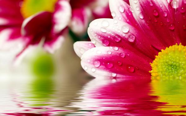 Free flower reflections wallpaper download