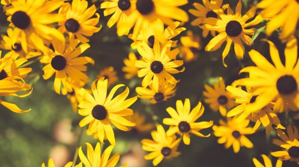 Free flower yellow garden 4k hd wallpaper download