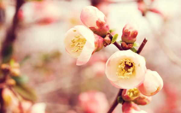 Free flowering quince wallpaper download