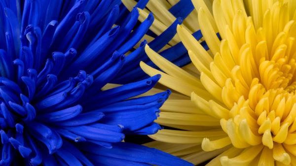 Free flowers blue yellow petals 4k hd wallpaper download