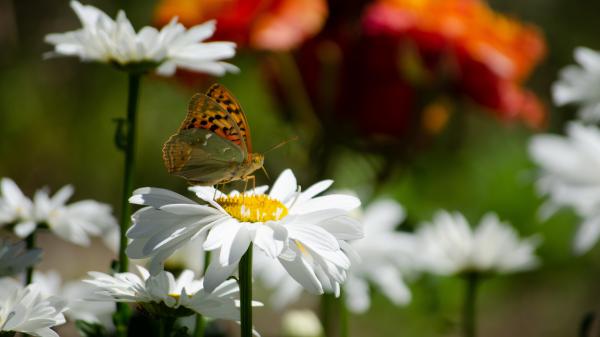 Free flowers butterfly 4k 5k hd wallpaper download