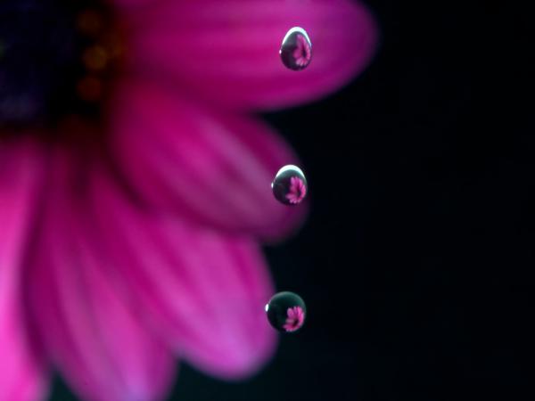 Free flowers in drops wallpaper download