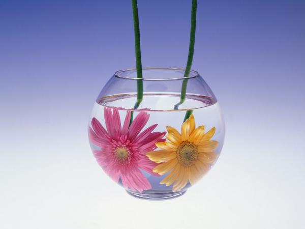 Free flowers in water wallpaper download