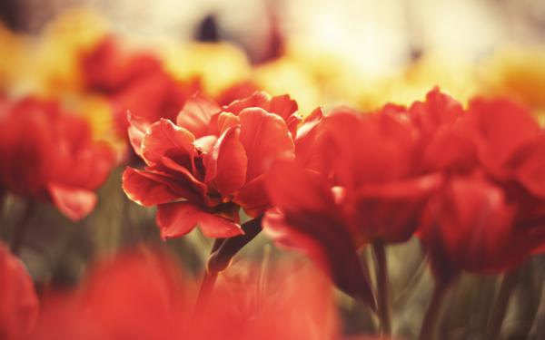 Free flowers macro wallpaper download