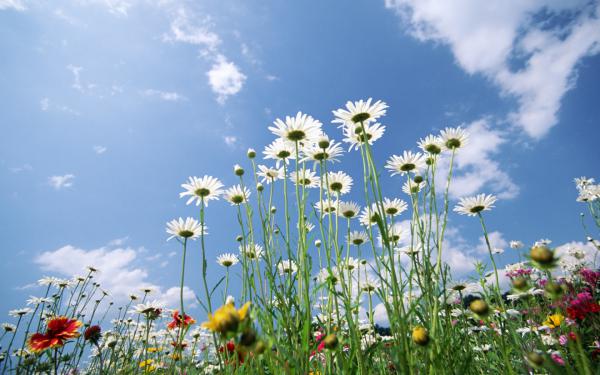 Free flowers sky glade wallpaper download