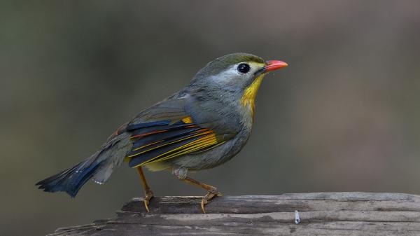 Free flycatcher bird with blur background hd birds wallpaper download