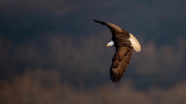 Free flying bald eagle hd birds wallpaper download