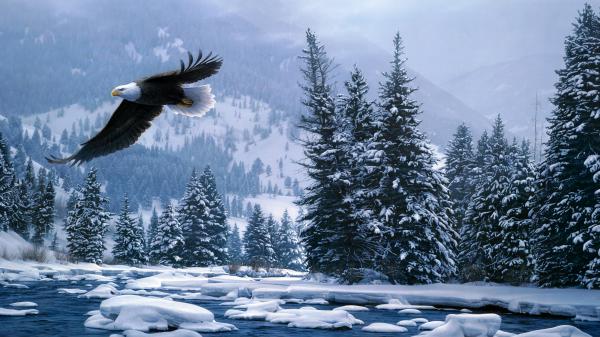 Free flying bald eagle in snow covered forest during winter 4k hd birds wallpaper download