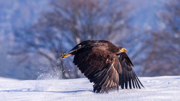 Free flying eagle with yellow nose 4k hd birds wallpaper download