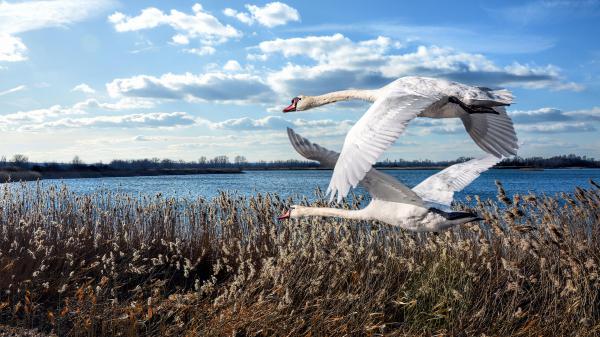 Free flying swans with background of blue and cloudy sky hd birds wallpaper download