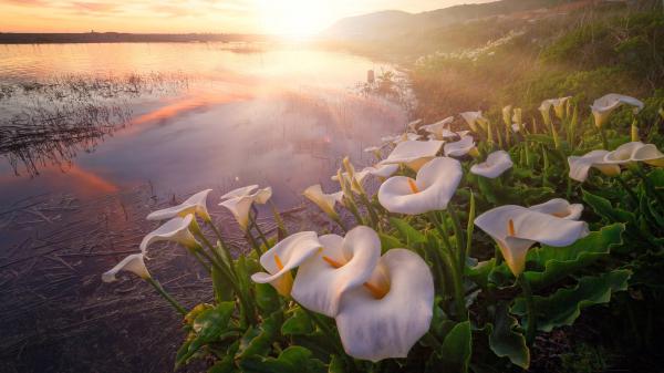 Free fog calla lily with dawn near lake hd flowers wallpaper download