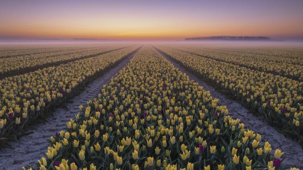 Free fog tulip during sunset hd flowers wallpaper download