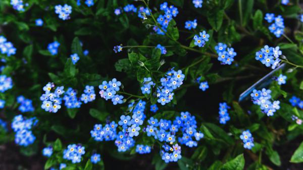 Free forget me not flowers 4k hd flowers wallpaper download