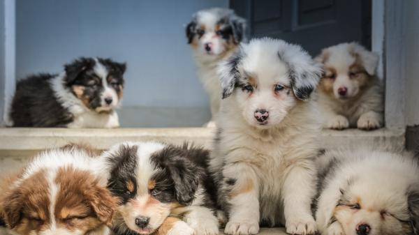 Free four assorted color puppies are lying down on steps hd animals wallpaper download