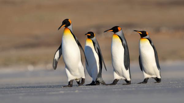 Free four penguins hd birds wallpaper download