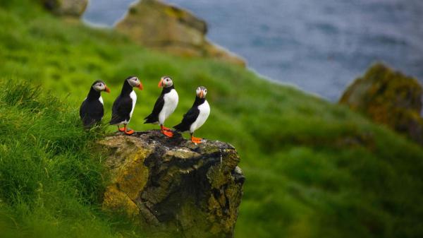 Free four puffins are on rock with green grass near in blur water background 4k hd animals wallpaper download