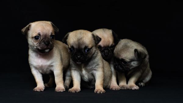 Free four pug puppies in black background hd animals wallpaper download