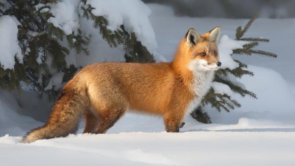 Free fox is standing on snow covered landscape hd animals wallpaper download